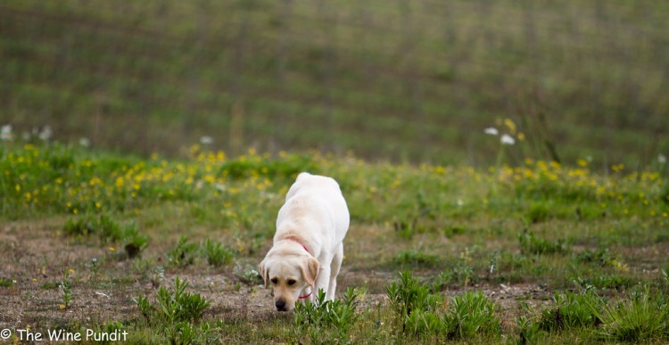 view20from20la20massa20etc-6-xl