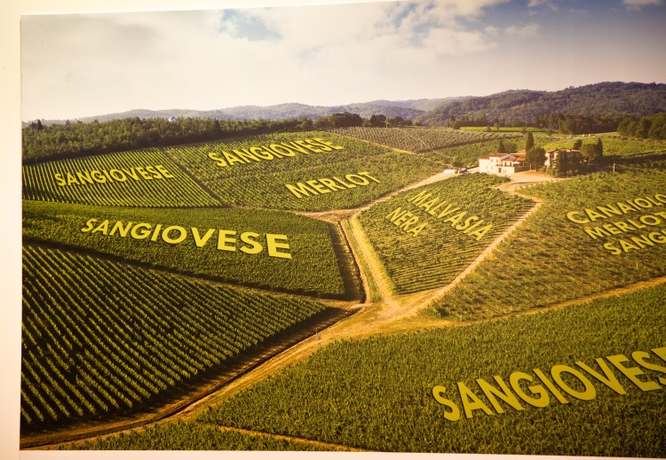 casa-emma-vineyard-varieties