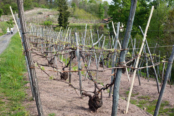 quadretto_vines20at20vallana_-m