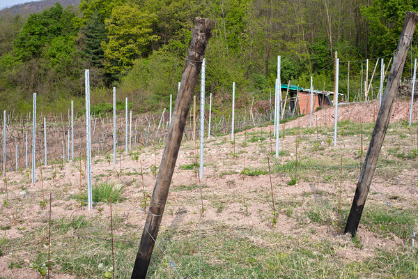 replanting_young20vines20at20vallana20vyds-m