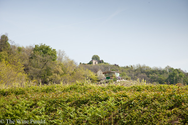 Iron rich soils of Gattinara