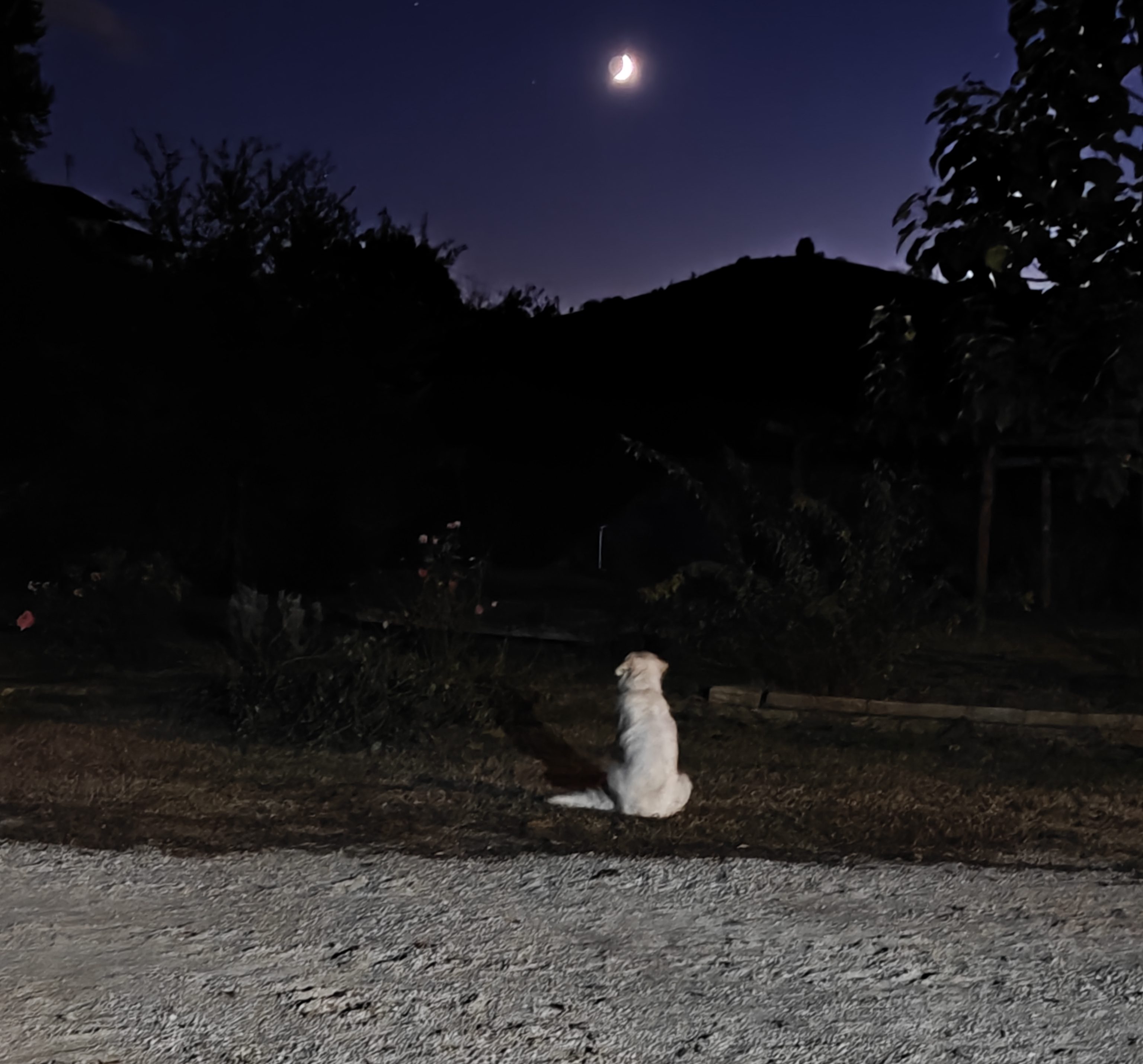 #Roero #Nebbiolo #Italy #winegrapes #nature #Piemonte