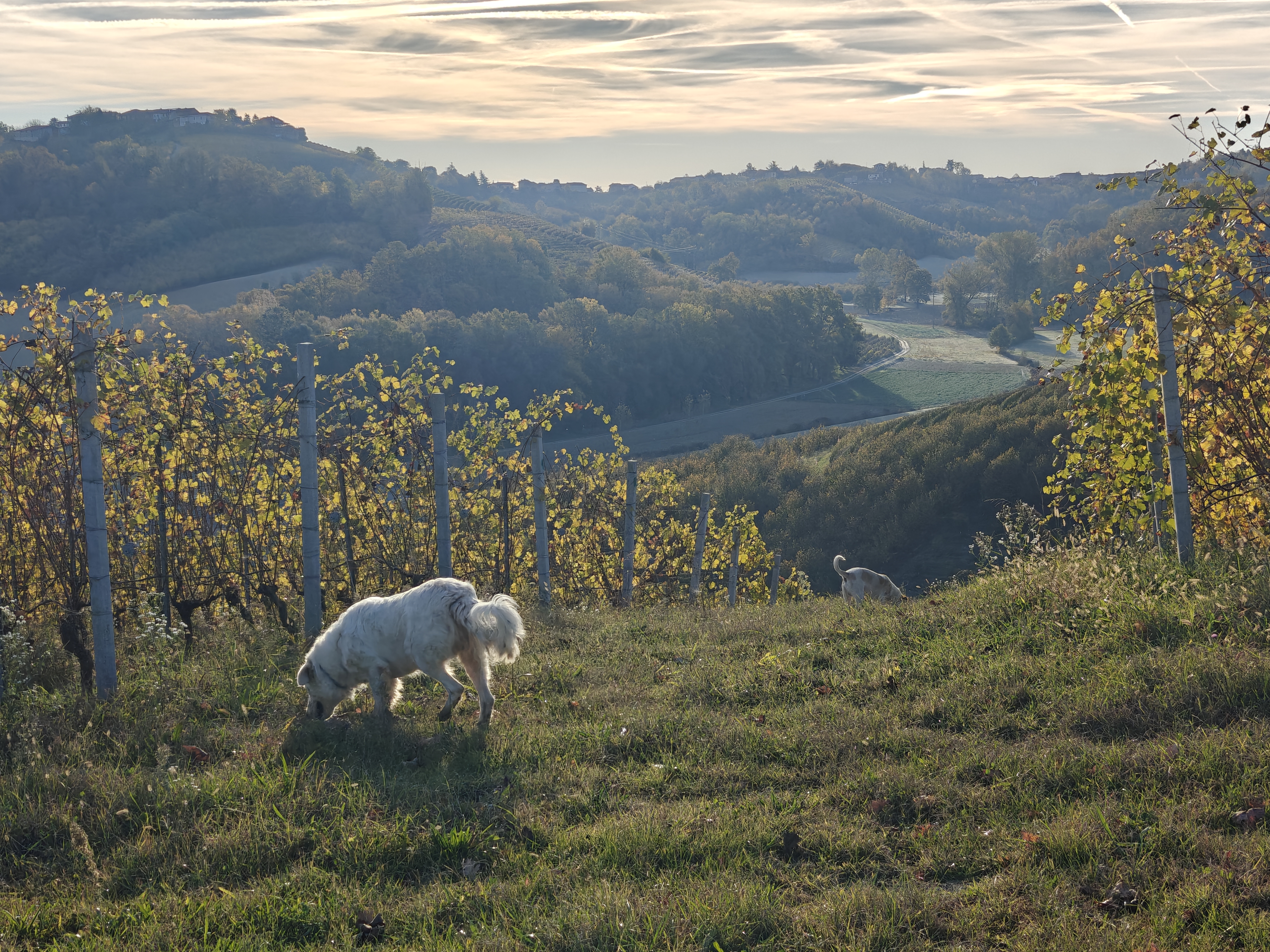 #Roero #Nebbiolo #Piemonte #Italy #harvest #daybreak #winegrapes