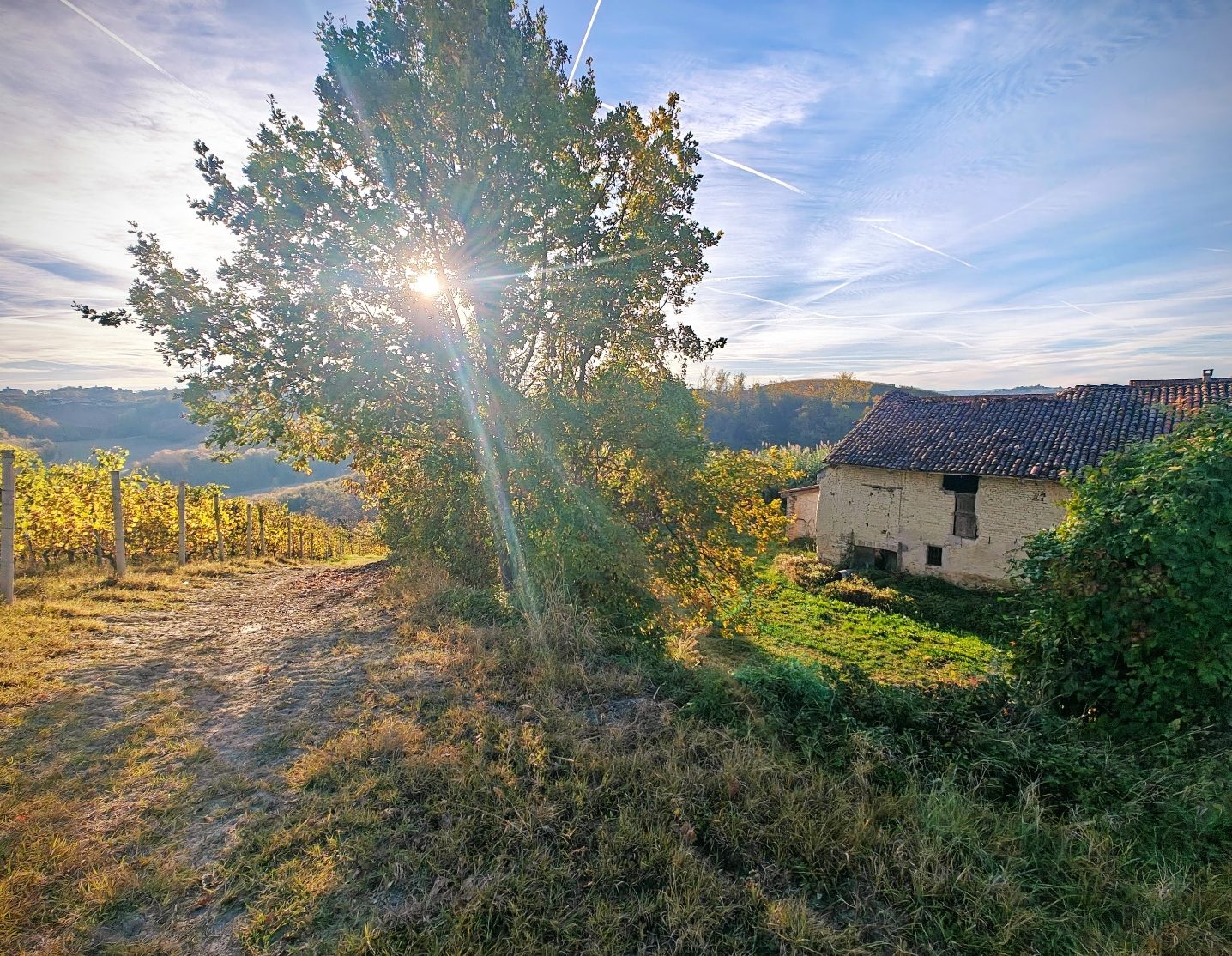 #Medica #Priocca #Nebbiolo #Roero
#harvest #winegrapes
#Italy